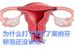 为什么打了6天了果纳芬卵泡还没长呢？