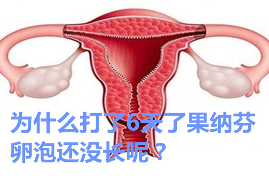 为什么打了6天了果纳芬卵泡还没长呢？