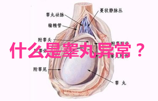 什么是睾丸异常?